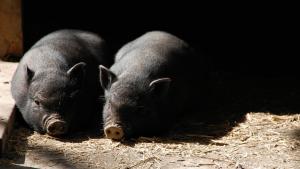 Mimoriadne núdzové opatrenie – slintačka a krívačka 1